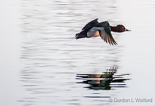 Duck In Flight_DSCF00259.jpg - Ring-necked Duck (Aythya collaris) photographed along the Rideau Canal Waterway near Smiths Falls, Ontario, Canada.